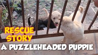 rescue operation 😭 | a PUZZLEHEADED puppy | puppy rescue | vlog | #animalrescue #rescue #rescuedog