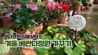 식물Vlog 겨울베란다정원 귀여운 식물 키우기: 벌레잡이 에셀리아나와 러브체인 분갈이