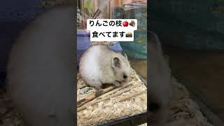 りんご枝が好きなハムスター #shorts #ハムスター #hamster