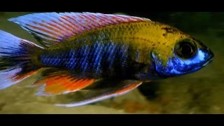 Aquatic Life macro flow swing wavemaker 5000 subscriber sweepstakes African cichlid