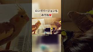 【オカメインコ】喧嘩するとともん　#shorts