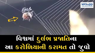 Spider Spinning Its Web Very Close Up - વિશ્વમાં દુર્લભ પ્રજાતિના આ કરોળિયા ની કરામત તો જુવો