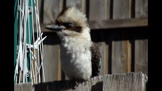 Kookaburras - Australia's Most Iconic Bird