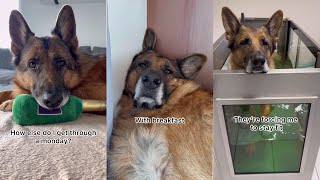 My German Shepherd‘s Monday Routine