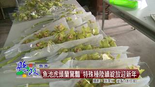 魚池虎頭蘭驚豔 特殊種陸續綻放迎新年