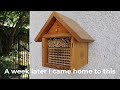 mason bees for beginners part 2 – introducing leafcutter bees🐝