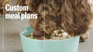Pet Plate /  Fresh Dog Food