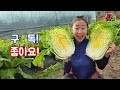 배추모종 심을때 물에 이것만 넣으면 배추농사 성공합니다. 심을때 주의사항. 병충해관리