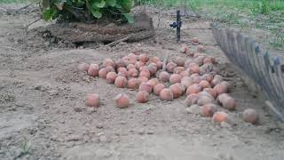 Hazelnut Harvest by hand.