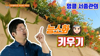 능소화 키우기 💐 능소화 번식 능소화 삽목 🌸 how to grow Laxification