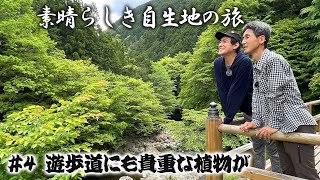 【素晴らしき自生地の旅 #4】家族で気軽に楽しめる遊歩道にも珍しい植物が自生しているよ【本田高史】