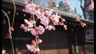 2024年【角館の桜】開花状況　4月13日