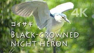 野鳥撮影・ 強風に耐えるゴイサギ