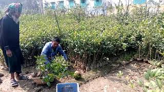 China-3 lemon plant(চায়না-৩ লেবুর চারা কিনুন) 01723-026926