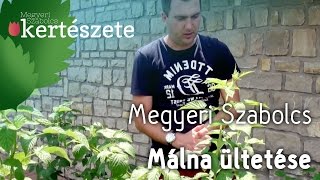 Málna ültetése - Rubus - Megyeri Szabolcs Gyümölcskertészet - növényrendelés