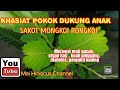 KHASIAT POKOK DUKUNG ANAK @ SAKOT MONGKOI RONGKOI @ PHYLLANTHUS  POKOK HERBA UBAT JAUNDIS || HATI