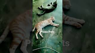 කට්ටිය පෝලිමට දොයි😻 | (19) | Pissu Pets #shorts