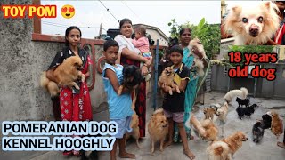 BIGGEST POMERANIAN KENNEL HOOGHLY| GOOD QUALITY | CHEAP PRICE | CULTURE POM |