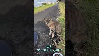 【トラ猫家族最後の子猫】初めての外界探検！柵を抜けて食事に直行！【オリジナル曲】#shorts #cat#猫動画