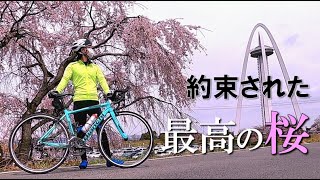 【ロードバイク】愛知県の桜と言えば木曽川堤の桜！！桜並木のアーチをくぐるライドはマジ最高【138タワーパーク】【一宮市】【約束された最高の桜】【お花見ライド】