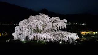 🌸開運🌸三春滝桜🌸満開ライトアップ🌸２０２３年４月１日🌸　　　　　　　　　　　　　　　　　　　　　　　　　　　　#三春滝桜 #桜 #花 #日本三大桜 #cherryblossom