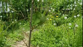 European Paper Wasp Takes a Sawfly Larva, 5/30/20