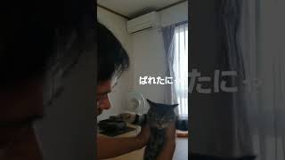 飼い主の足を噛んで怒られても懲りない猫