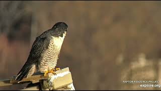 Great Spirit Bluff Falcons 11-8-24, Falcon 18/U Zazu visiting, Amy banded him in 2022 at Winona