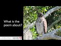 GCSE Hawk Roosting  - bite sized workshop