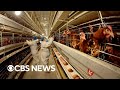 New fears over possible bird flu impact on humans