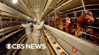 New fears over possible bird flu impact on humans