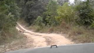 Jim Corbett National Park - Bijrani Zone - Mailani Forest Rest House