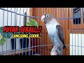 Lovebird Ngekek Panjang TOP Buat Pancing EMOSI Lovebird agar BUNYI, PUTAR SEKALI LANGSUNG CERRRR