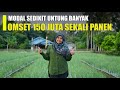 LUAR BIASA!! PETANI SUKSES HASILKAN RATUSAN JUTA SEKALI PANEN