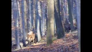 Szarvas rudli a Mecsekben .  2013. 12. 28.