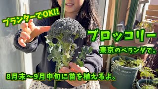 【プランター菜園】ブロッコリー (苗〜収穫まで)