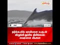 நடுக்கடலில் வாலிபனை படகுடன் விழுங்கி துப்பிய திமிங்கலம் வைரலான வீடியோ