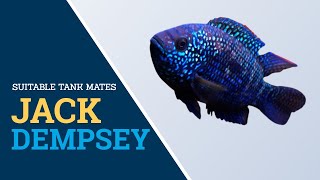 SUITABLE TANK MATES FOR JACK DEMPSEY |FINDING FISHES