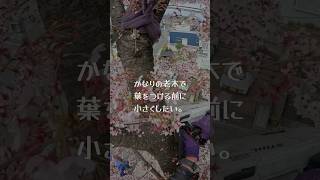 【剪定】満開の桜を切る男。#shorts #造園 #チェーンソー