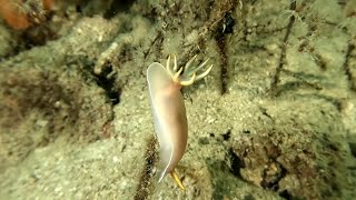 Diving Sulug TARP Kota Kinabalu