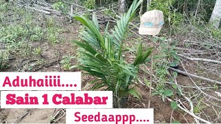 Peccaahhh....Sain 1 Calabar usia tanam 2 bulan