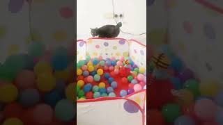 Cat narrowly escapes play pen