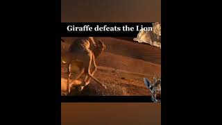#Giraffe Vs lion# Giraffe defeated lion#lion