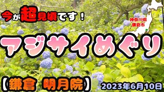 【癒し散歩】今が超見頃です！『鎌倉明月院』アジサイめぐり-2023年6月10日（土）