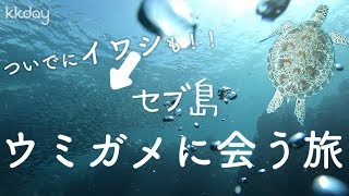 [セブ島]ウミガメに会えるツアー？？