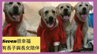 老四與老大很幸福💕今生陪伴媽媽Seven💕❤️💗Labrador seven #拉布拉多 #老四 #寵物