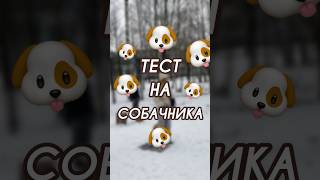 Сколько правильных ответов?) #тест #dog #собака #собачники #животные #проверказнаний #собаки