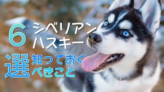 シベリアンハスキーを飼う前に知っておくこと６選！