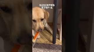 サボって手を使わずにカミカミをするラブラドールレトリバー♡#shorts #labradorretriever #dog