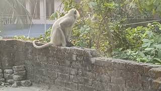 Monkey Video Live stream || #live #youtube